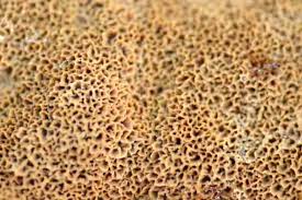 Attēlu rezultāti vaicājumam “Junghuhnia nitida”