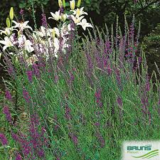 Image result for Linaria purpurea
