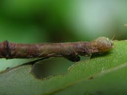 Attēlu rezultāti vaicājumam “Ennomos alniaria”