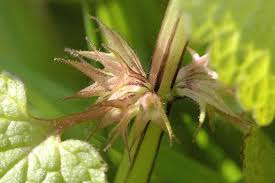 Attēlu rezultāti vaicājumam “Lamium purpureum flower”