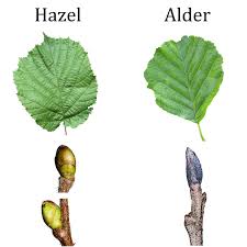 Attēlu rezultāti vaicājumam “Alnus glutinosa leaf”