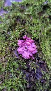 Attēlu rezultāti vaicājumam “Lycogala miserum sessile”