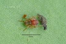 Attēlu rezultāti vaicājumam “Phylloneta sp.”