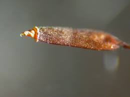 Attēlu rezultāti vaicājumam “Didymodon rigidulus”