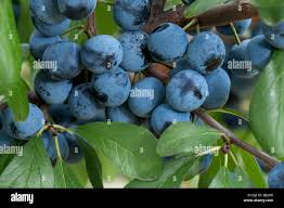 Attēlu rezultāti vaicājumam “Prunus domestica subsp. insitita fruit”