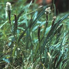 Attēlu rezultāti vaicājumam “Bistorta vivipara flower”