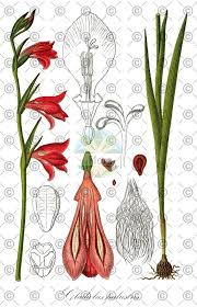 Attēlu rezultāti vaicājumam “Gladiolus imbricatus fruit”