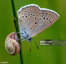 Attēlu rezultāti vaicājumam “Maculinea teleius”