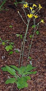 Attēlu rezultāti vaicājumam “Hieracium murorum leaf”