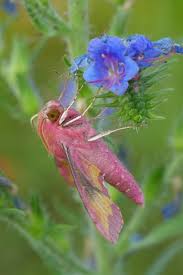 Attēlu rezultāti vaicājumam “Deilephila porcellus”