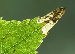 Attēlu rezultāti vaicājumam “Bucculatricidae”