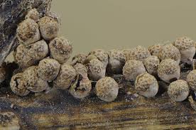 Attēlu rezultāti vaicājumam “Diderma cingulatum spores”