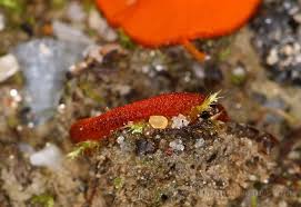 Attēlu rezultāti vaicājumam “Melastiza chateri”