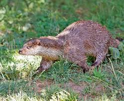 Attēlu rezultāti vaicājumam “Lutra lutra”