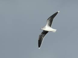 Attēlu rezultāti vaicājumam “Larus minutus”