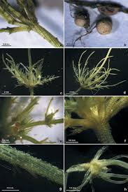 Attēlu rezultāti vaicājumam “Chara aspera”