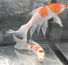 Image result for Cyprinus rubrofuscus