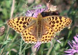 Attēlu rezultāti vaicājumam “Issoria lathonia”