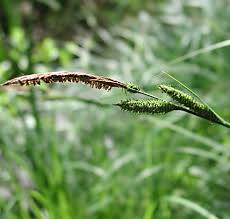 Attēlu rezultāti vaicājumam “Carex acuta fruit”