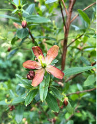 Attēlu rezultāti vaicājumam “Vaccinium uliginosum bud”
