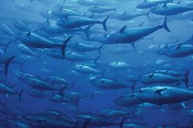 Image result for Thunnus thynnus