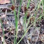 Attēlu rezultāti vaicājumam “Rhynchospora fusca”