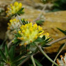 Attēlu rezultāti vaicājumam “Anthyllis vulneraria flower”