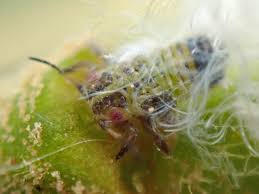 Attēlu rezultāti vaicājumam “Psylla alni”