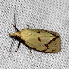 Attēlu rezultāti vaicājumam “Agapeta hamana”