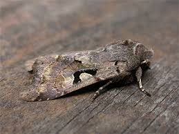 Attēlu rezultāti vaicājumam “Orthosia gothica”