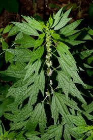 Attēlu rezultāti vaicājumam “Leonurus cardiaca leaf”