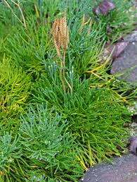 Attēlu rezultāti vaicājumam “Diphasium complanatum”