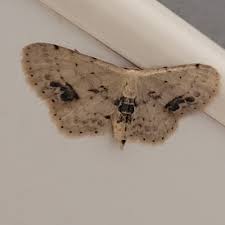 Attēlu rezultāti vaicājumam “Idaea dimidiata”