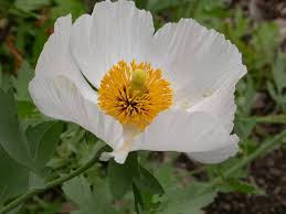 Image result for Romneya coulteri