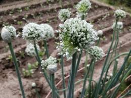 Attēlu rezultāti vaicājumam “Allium cepa”