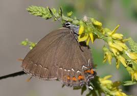 Attēlu rezultāti vaicājumam “Satyrium ilicis underside”