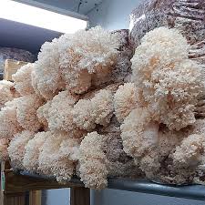 Attēlu rezultāti vaicājumam “Hericium coralloides”