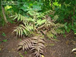 Attēlu rezultāti vaicājumam “Sorbaria sorbifolia bud”