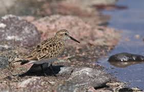 Attēlu rezultāti vaicājumam “Calidris”