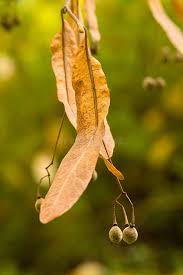 Attēlu rezultāti vaicājumam “Tilia platyphyllos Laciniata fruit”