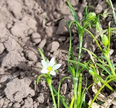 Attēlu rezultāti vaicājumam “Spergula arvensis”