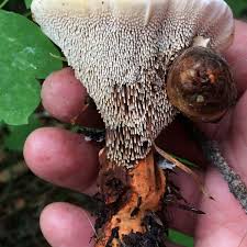 Attēlu rezultāti vaicājumam “Hydnellum aurantiacum”