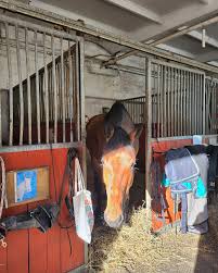 Image result for Reading University Riding Club