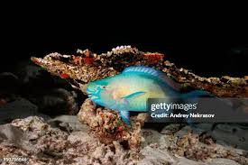 Image result for Chlorurus sordidus