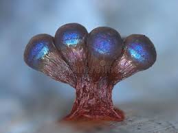 Attēlu rezultāti vaicājumam “Lamproderma ovoideum spores”