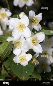 Attēlu rezultāti vaicājumam “Philadelphus coronarius flower”