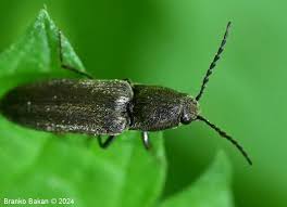 Attēlu rezultāti vaicājumam “Cidnopus aeruginosus”