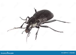 Attēlu rezultāti vaicājumam “Carabus hortensis”