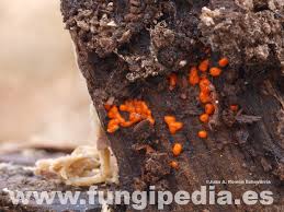 Attēlu rezultāti vaicājumam “Hemitrichia serpula”