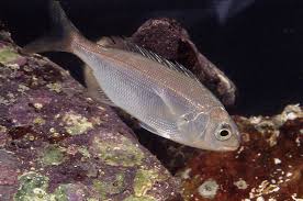 Image result for Pagellus bogaraveo